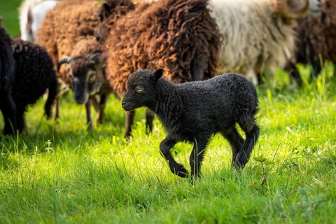 Black lamb running in the meadow, behind it other sheep. Ouessant sheep (Breton dwarf sheep),