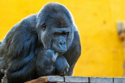 A gorilla is sitting on a ledge and looking at the camera. The scene is set in a zoo, and the