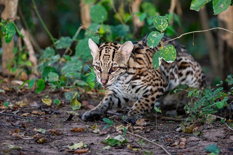 Ocelot (Felis pardalis) Pantanal Brazil