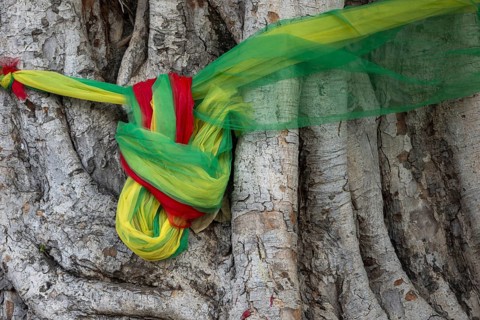 Sacred cloths around the roots of a strangler fig (Ficus religiosa), Bangkok, Thailand, Asia