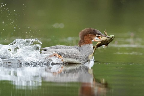 Common merganser. Mergus merganser. A female caught a bull frog and swims fast to escape from a