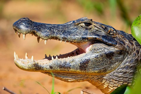 Spectacled caiman (Caiman crocodilius) Panatanal Brazil
