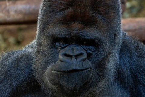 A large black gorilla with a big nose and a smile on its face. Concept of curiosity and playfulness