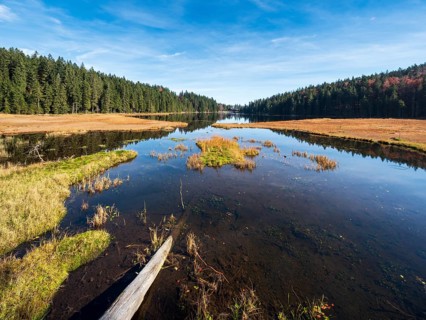 Großer Arbersee, Bavarian Forest, Lower Bavaria, Bavaria, Germany, Europe