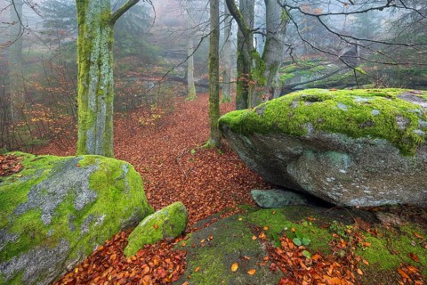 Foggy forest with large moss-covered boulders in autumn, Großer Waldstein, Fichtelgebirge, Upper