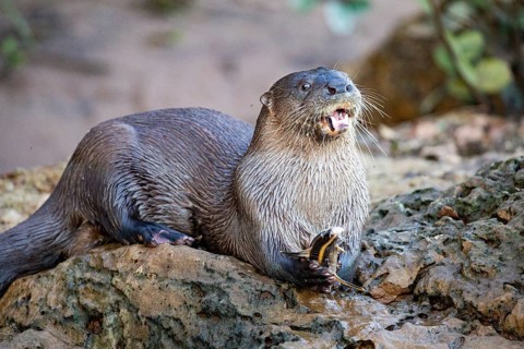 Southern river otter (Lontra longicaudis) Pantanal Brazil