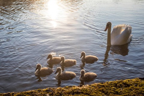 Mute swan (Cygnus olor) with 6 chicks, Horkaer Teich, Bischofswerda, Saxony, Germany, Europe