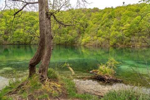 Lake in Plitvice Lakes National Park, Croatia, Europe