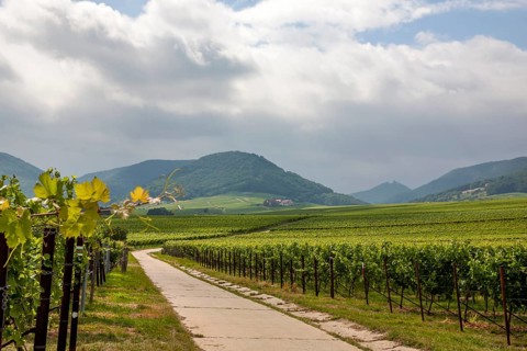A picturesque vineyard with a road winding through green hills, the Palatinate Forest in the