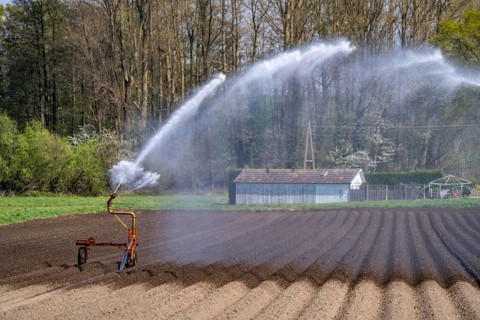 Artificial irrigation of a potato field in April, with a sprinkler system, long drought in spring