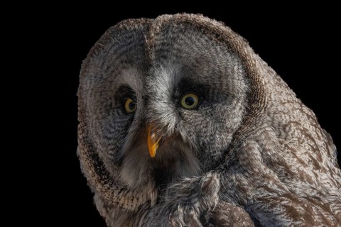 Great Grey Owl (Strix nebulosa) portrait. Captive raptor show. Kintzheim, Bas rhin, Alsace, France,