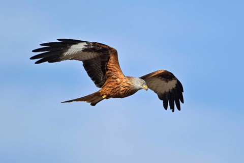 Red Kite, Red Kite, Montagu's Harrier, Montagu's Harrier (Milvus milvus), in flight, Canton Aargau,