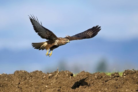 Common buzzard (Buteo buteo), flying over a field, Canton Aargau, Switzerland, Europe
