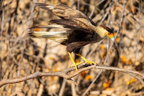 Crested caracara (Polyborus plancus) Pantanal Brazil
