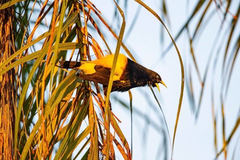 Yellow-rumped cacique (Cacicus cela) Pantanal Brazil