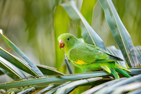Yellow-winged Parakeet (Brotogeris chiriri) Pantanal Brazil