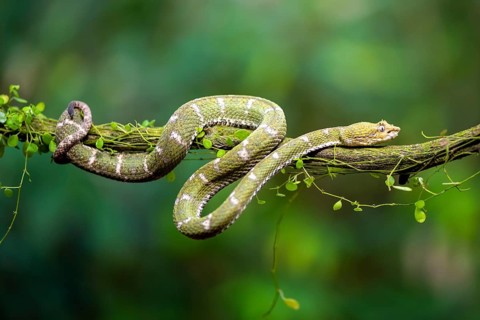 Griffin-tailed lance adder (Bothriechis schlegelii), green variety, sitting on a branch, Heredia