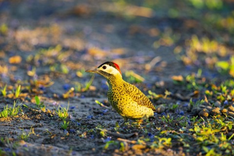 Green-banded Woodpecker (Colaptes melanochlorus) Pantanal Brazil