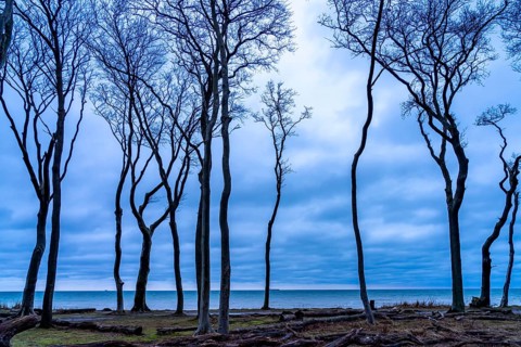 Ghost forest on the beach at the Baltic seaside resort of Nienhagen, Mecklenburg-Vorpommern,