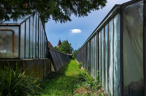 Greenhouses bear witness to the tradition of vegetable growing in the Niederzell district on the