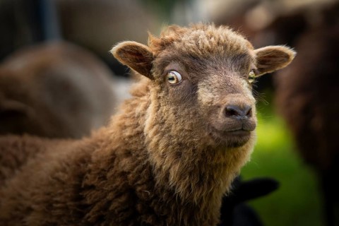 Brown sheep, portrait, funny facial expression, cautious, critical, Ouessant sheep (Breton dwarf