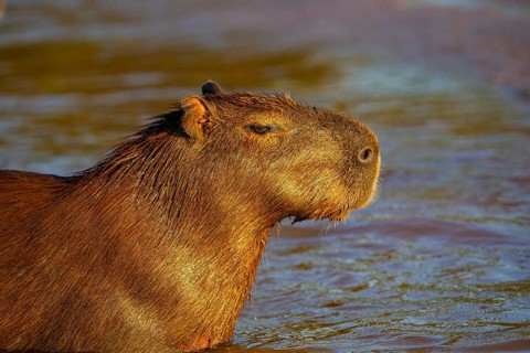 Capybara (Hydrochaeris hydrochaeris) Pantanal Brazil
