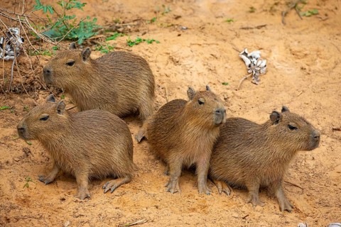 Capybara (Hydrochaeris hydrochaeris) Pantanal Brazil