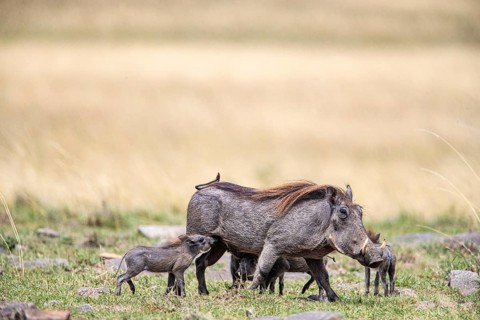 Warthog (Phacochoerus aethiopicus) Masai Mara Kenya