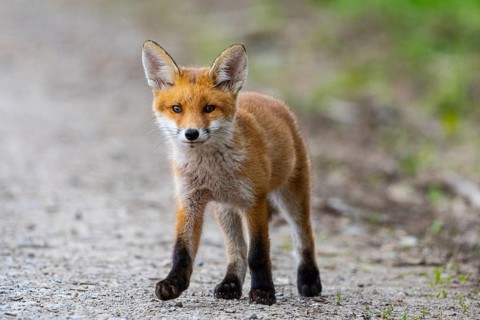 Fox (Vulpes vulpes) puppy Germany