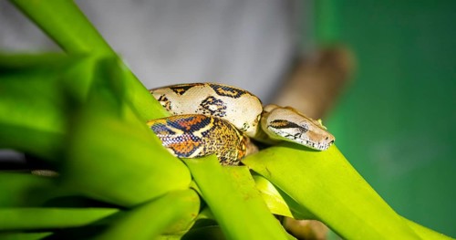 King boa (Boa constrictor), sitting on a green plant, Heredia province, Costa Rica, Central America