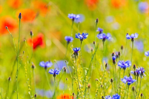 Corn poppy (Papaver rhoeas) and cornflower (Centaurea cyanus) in bloom in a meadow, Saxon