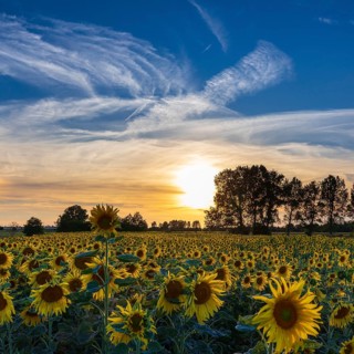 Field of blooming sunflowers (Helianthus annuus) at sunset, Großenhain, Saxony, Germany, Europe