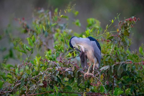 Black crowned night heron (Nycticorax nycticorax) Pantanal Brazil
