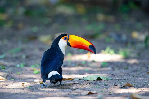 Giant toucan (Ramphastos toco) Pantanal Brazil