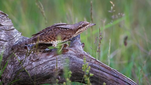 Eurasian wryneck (Jynx torquilla) Long-distance migrant, foraging on the ground, master of
