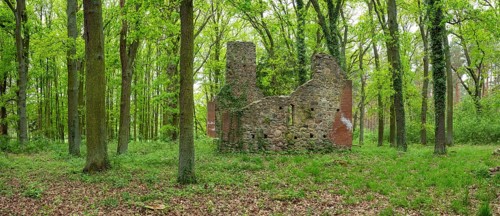 Ruins of a village church in the forest, fieldstone church, deserted village of Dangelsdorf, Hoher