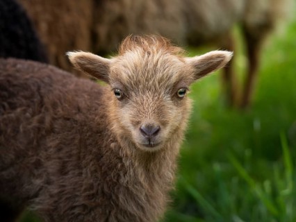 Brown lamb, portrait, Ouessant sheep (Breton dwarf sheep), grazing. Germany