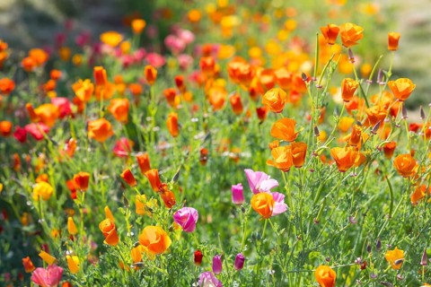California poppy (Eschscholzia californica) in bloom, Saxony, Germany, Europe