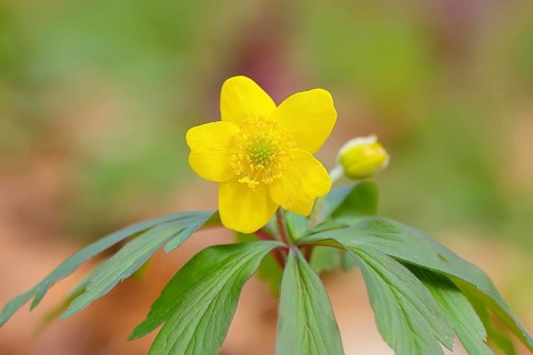 Yellow Anemone (Anemone ranunculoides) flowering, Holzbachschlucht, Rhineland-Palatinate, Germany,
