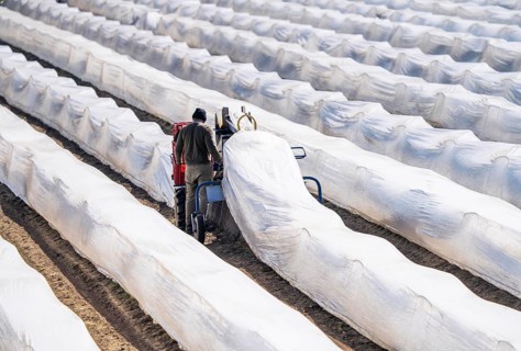 Asparagus harvest on the Lower Rhine, near Wesel, asparagus field under thermo foil, for faster