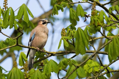 A jay (Garrulus glandarius) sits attentively on a branch surrounded by freshly sprouted leaves of a