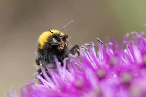 Buff tailed bumblebee (Bombus terrestris) adult bee on a purple Allium flower in an urban garden in