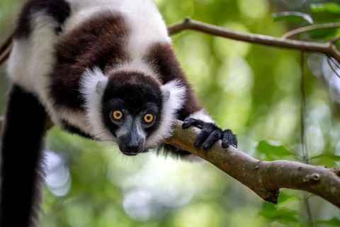 Black-and-white ruffed lemur (Varecia variegata), Le Palmarium reserve, Ambinaninony, Atsinanana,
