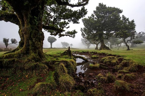 Laurel trees overgrown with moss and plants in the mist, old laurel forest (Laurisilva), stinkwood