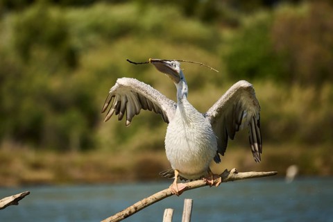 Great white pelican (Pelecanus onocrotalus) sitting, France, Europe