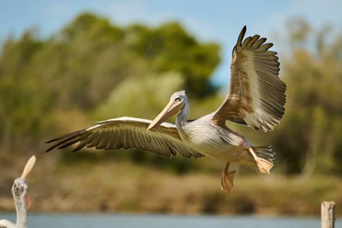 Great white pelican (Pelecanus onocrotalus) landing, France, Europe