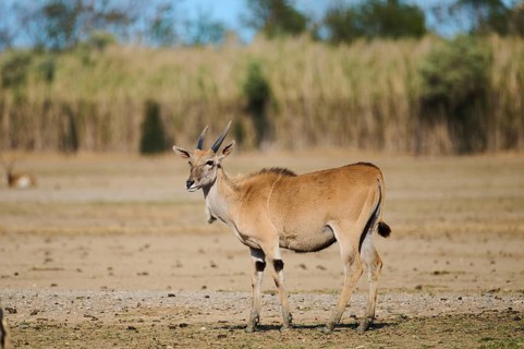 Common eland (Taurotragus oryx) standing in the dessert, captive, distribution Africa