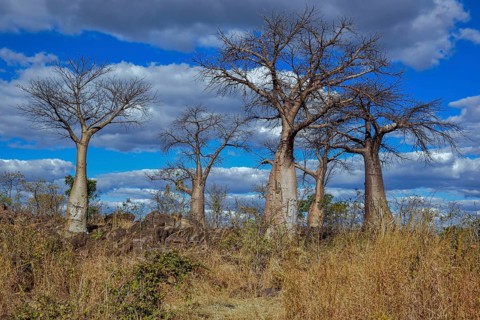 African baobabs (Adansonia digitata), Savuti, Chobe National Park, Bostwana