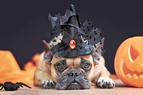 Cute French Bulldog dog with Halloween costume witch hat next to carved pumpkin lying down in front