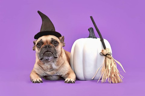 French Bulldog dog with Halloween costume witch hat next to broom and pumpkin on violet background